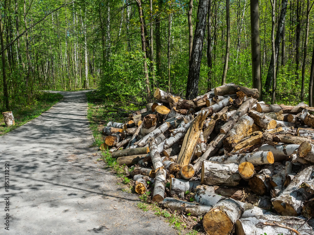 Birch firewood near the path in the forest. Birch firewood near the path in the forest.