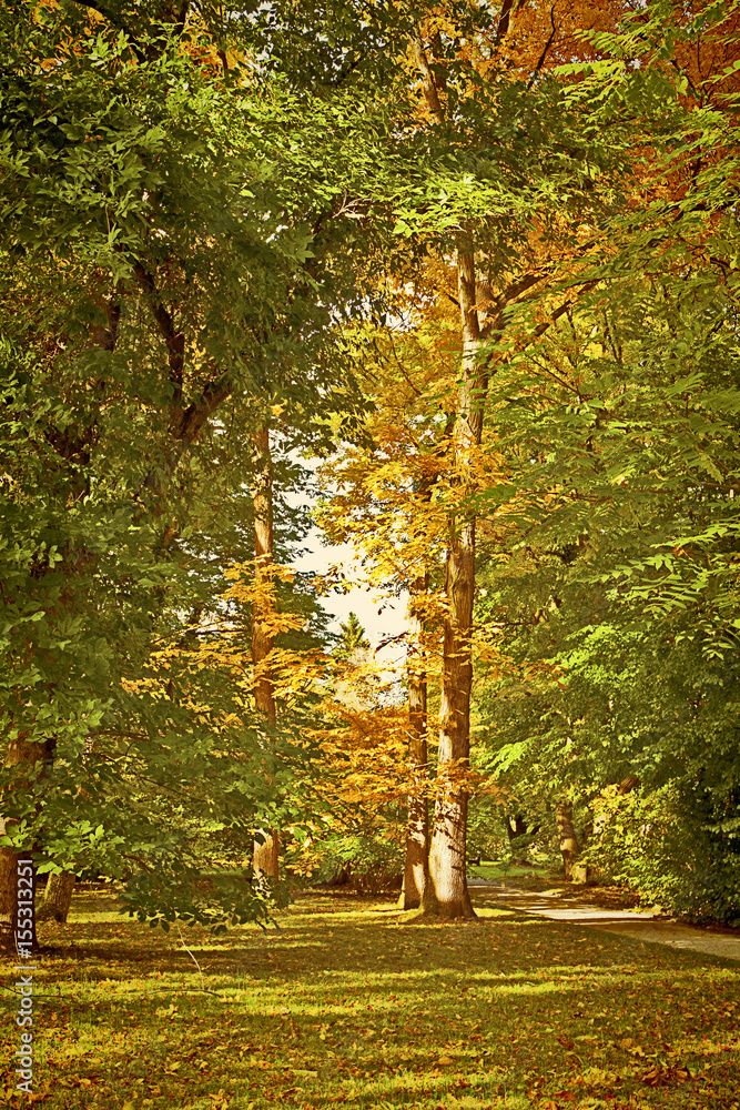 Naklejka premium Red and green leaves in autumn in the woods