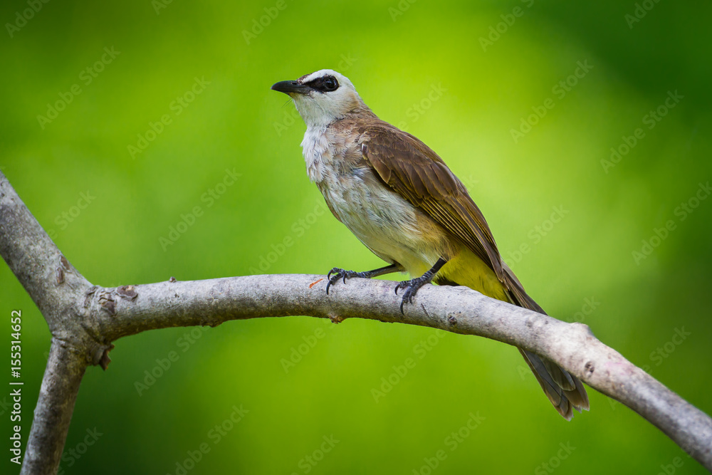 Yellow-vented Bulbul ( Pycnonotus goiavier) in real nature Yellow-vented Bulbul ( Pycnonotus goiavier) in real nature