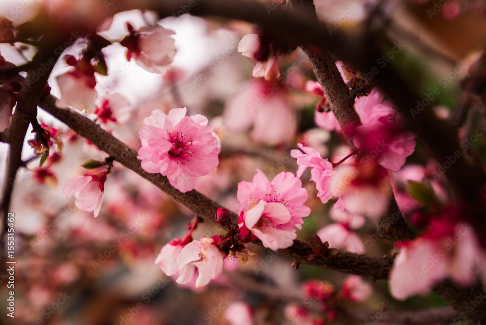 Detail of New Spring Cherry Blossom Tree