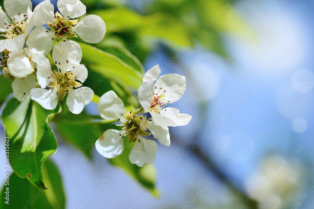 Flowers bloom on a branch of pear against blue sky Flowers bloom on a branch of pear against blue sky