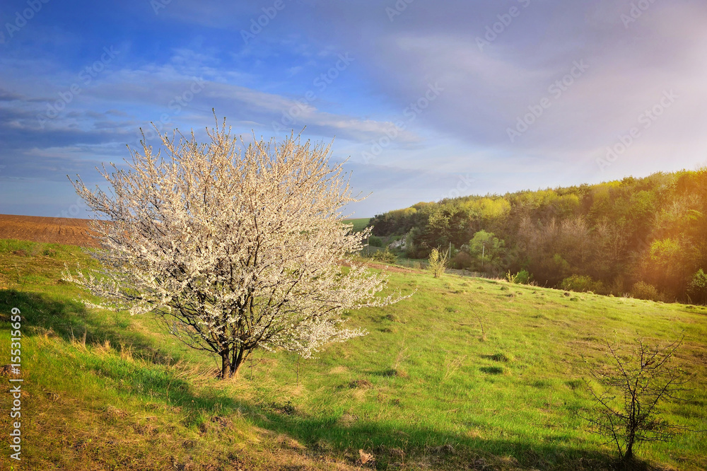 Single blossoming tree in spring. Spring landscape. Single blossoming tree in spring. Spring landscape.