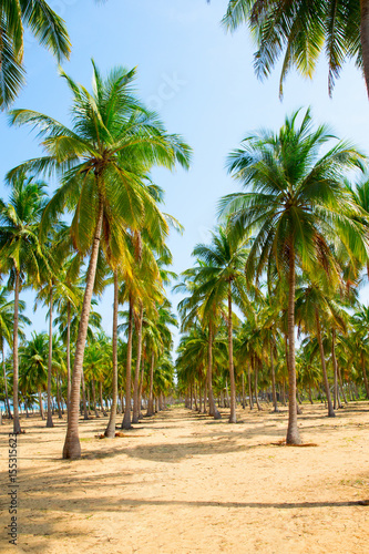Coconut Palm trees on sandy beach