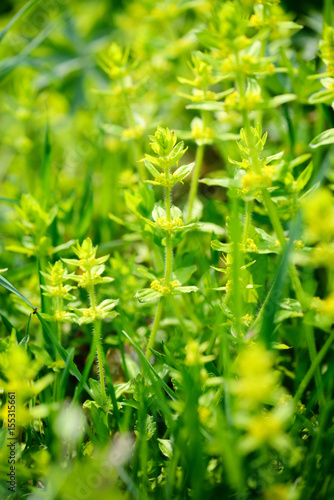 Flowering Cruciata plants with flowers in the meadow