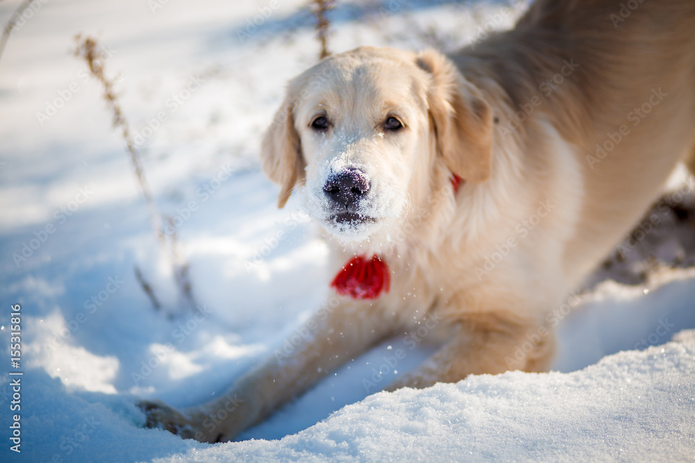 Golden retriever puppy