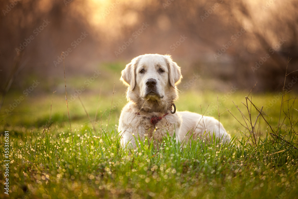 Golden retriever puppy Golden retriever puppy