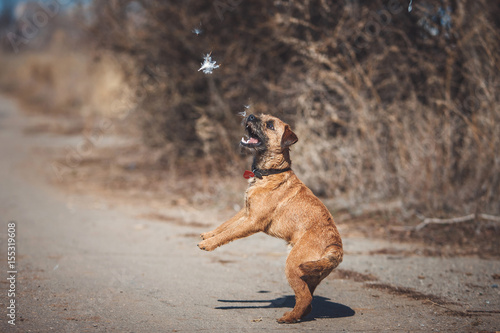 Border terrier