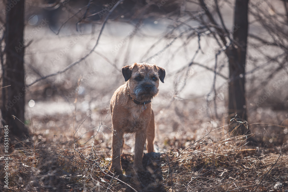 Border terrier