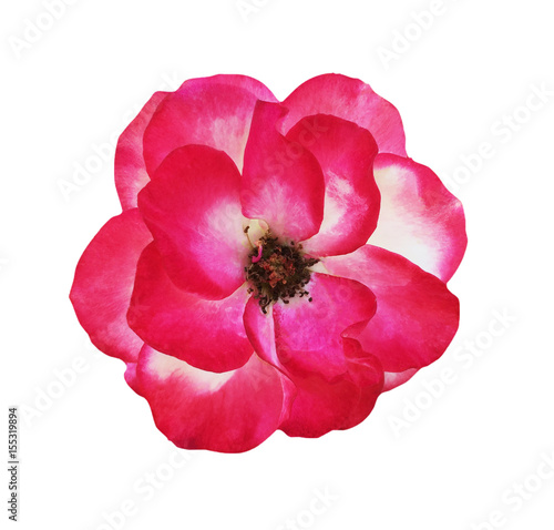 Pink rose isolated on white background, soft focus and clipping path