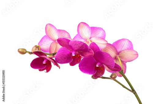 branch of violet orchids isolated on white