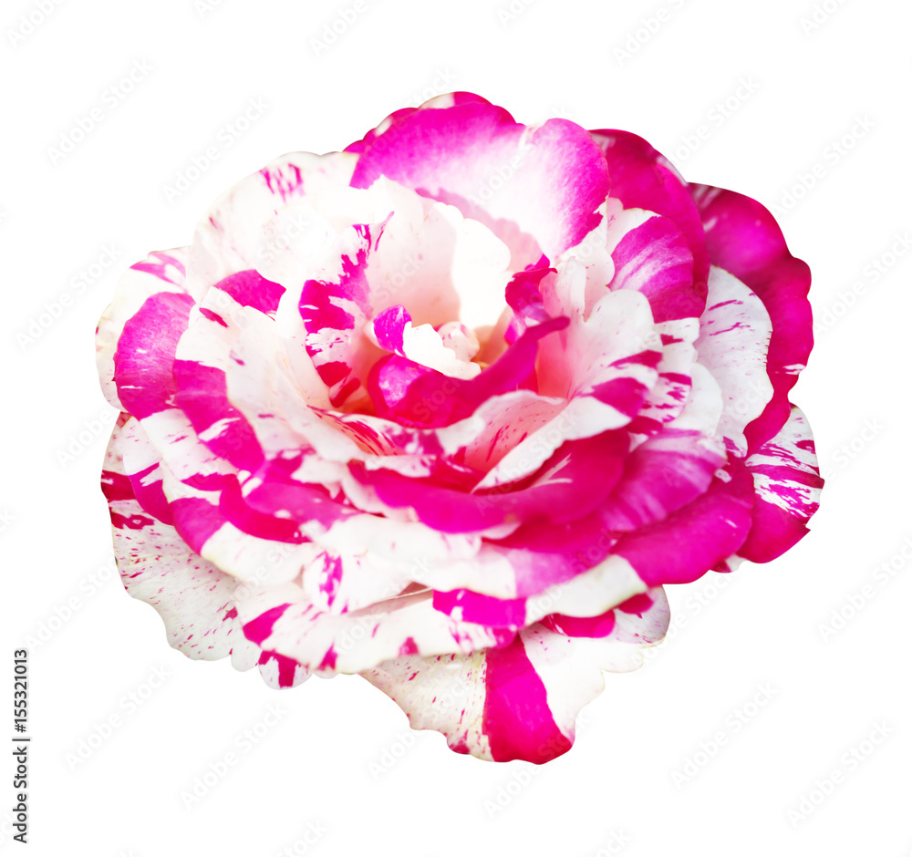Pink and white rose isolated on white background, soft focus and clipping path Pink and white rose isolated on white background, soft focus and clipping path