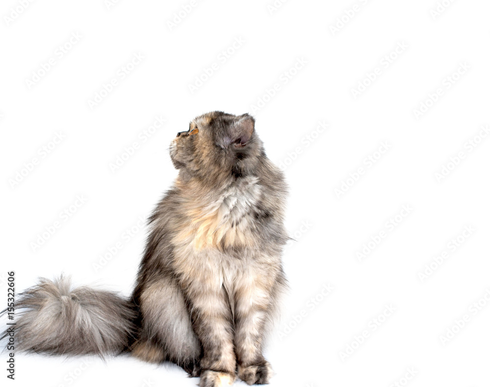 fluffy cat with yellow eyes fluffy cat with yellow eyes