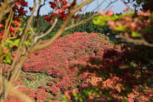 azalea photo