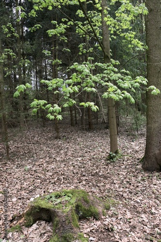 Grown trees in a forest in the spring