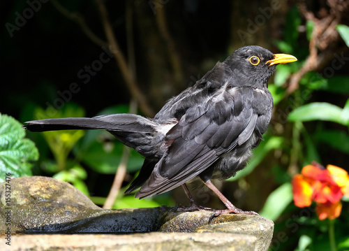 Wet Blackbird after bathing. The common blackbird is a species of true thrush. It is also called Eurasian blackbird, or simply blackbird 