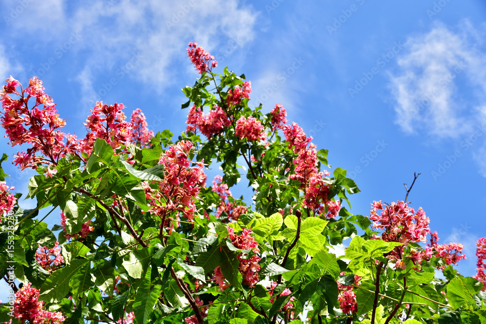 紅花トチノキ 紅花トチノキ