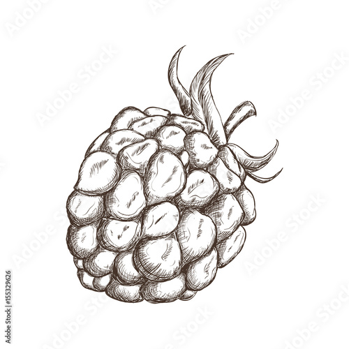 Blackberry fruit draw icon vector illustration graphic design