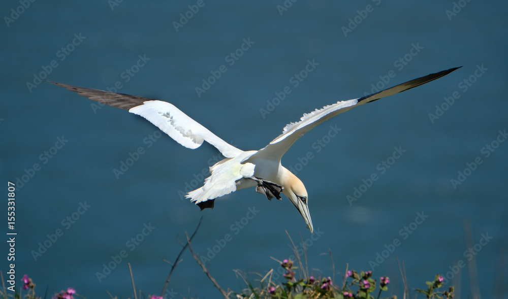 Fototapeta premium Gannets in breeding colony on chalk coastal cliffs in eastern UK.
