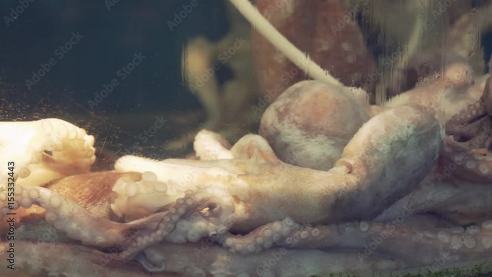 Octopus in restaurant aquarium tank for sale to diners stock footage video Octopus in restaurant aquarium tank for sale to diners stock footage video