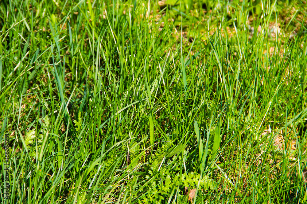 Obraz premium Green grass background