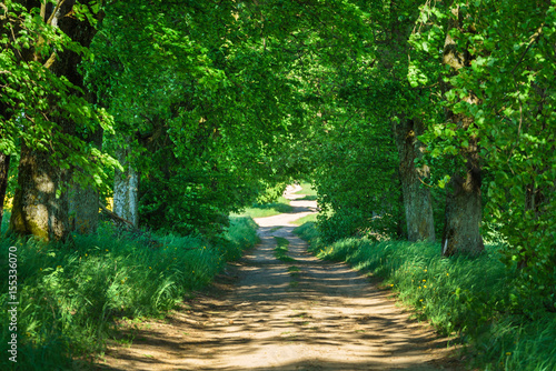 summer alley