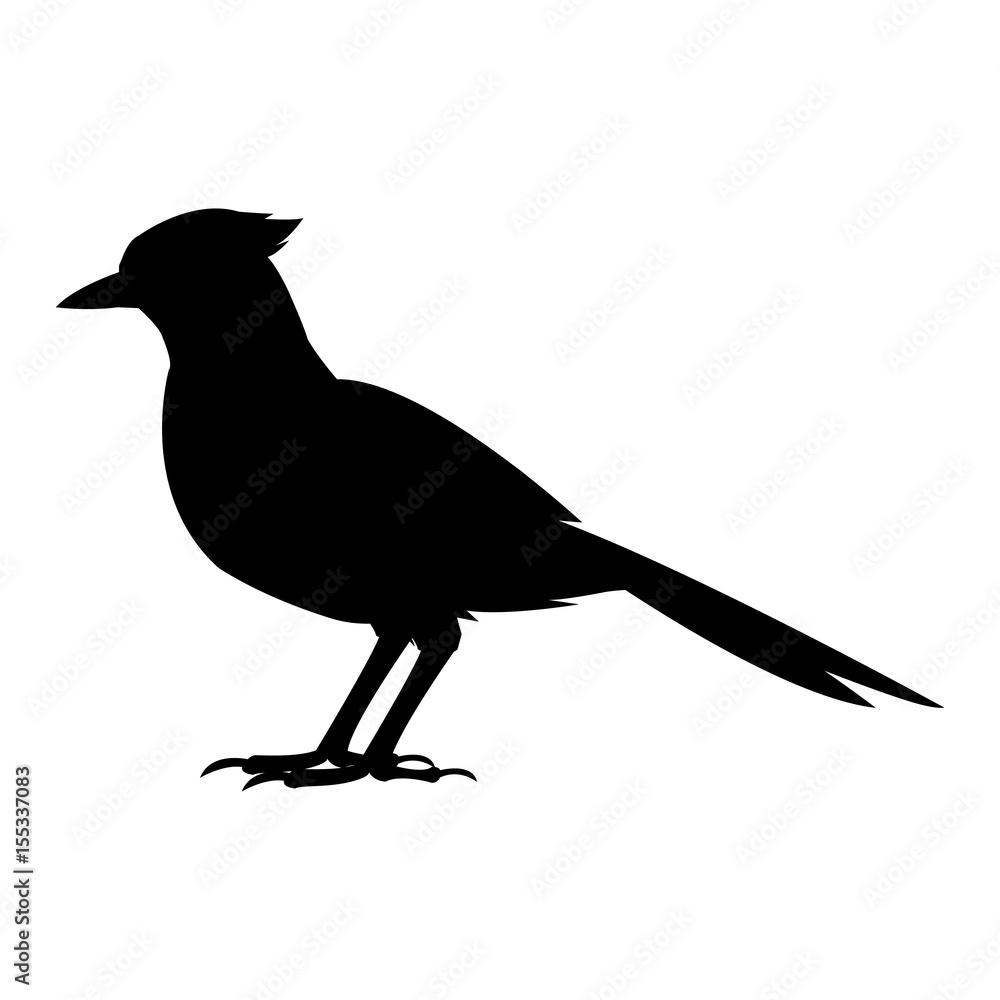 Fototapeta premium bird natural feather fauna animal vector illustration