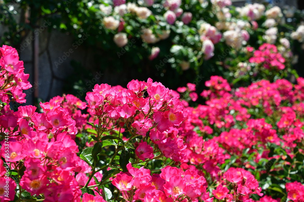 rose garden rose garden