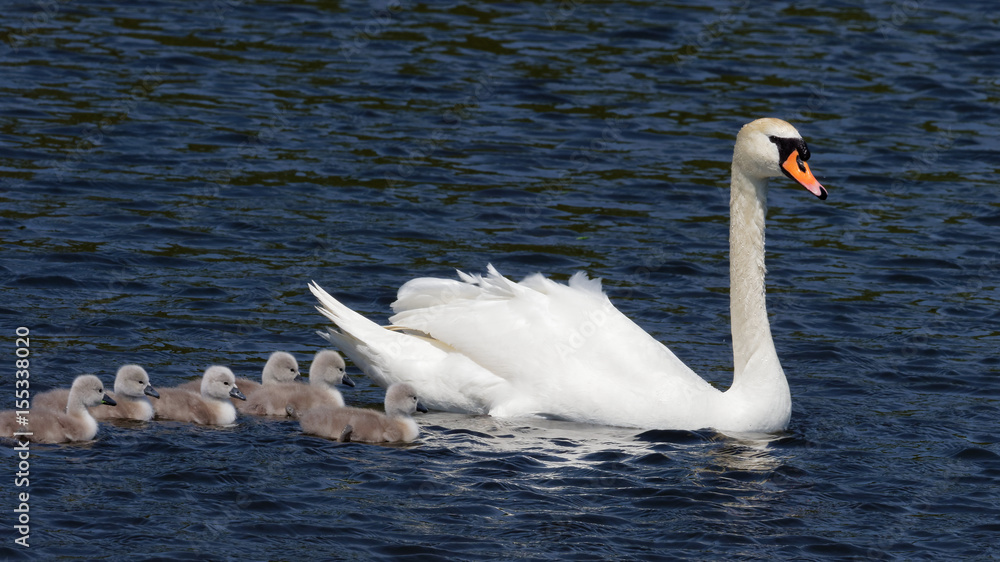 Obraz premium Mute Swan&nbsp;- Cygnus olor