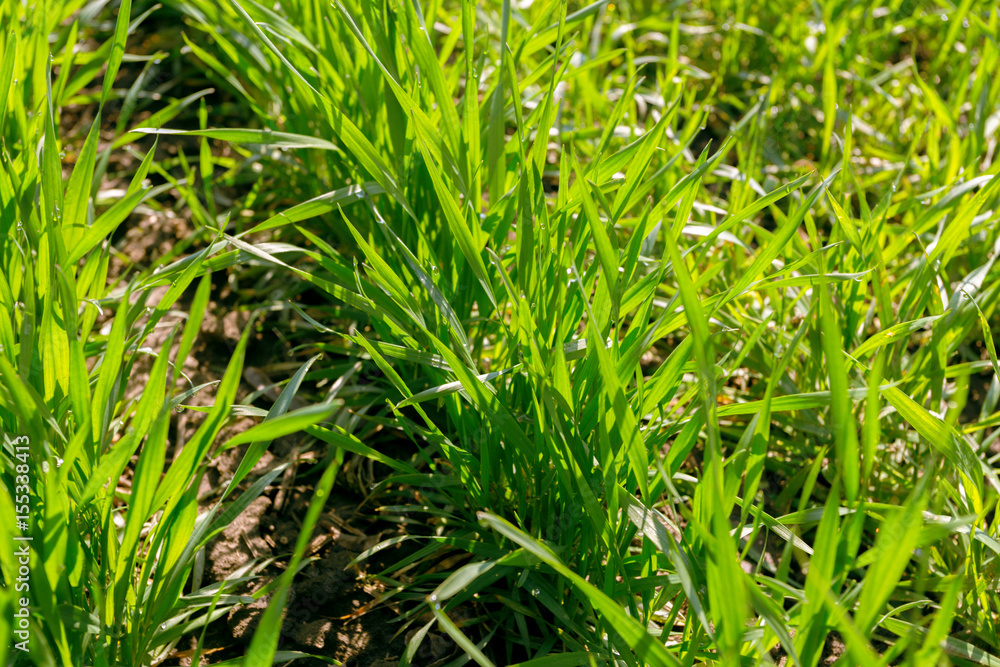 spring green field spring green field