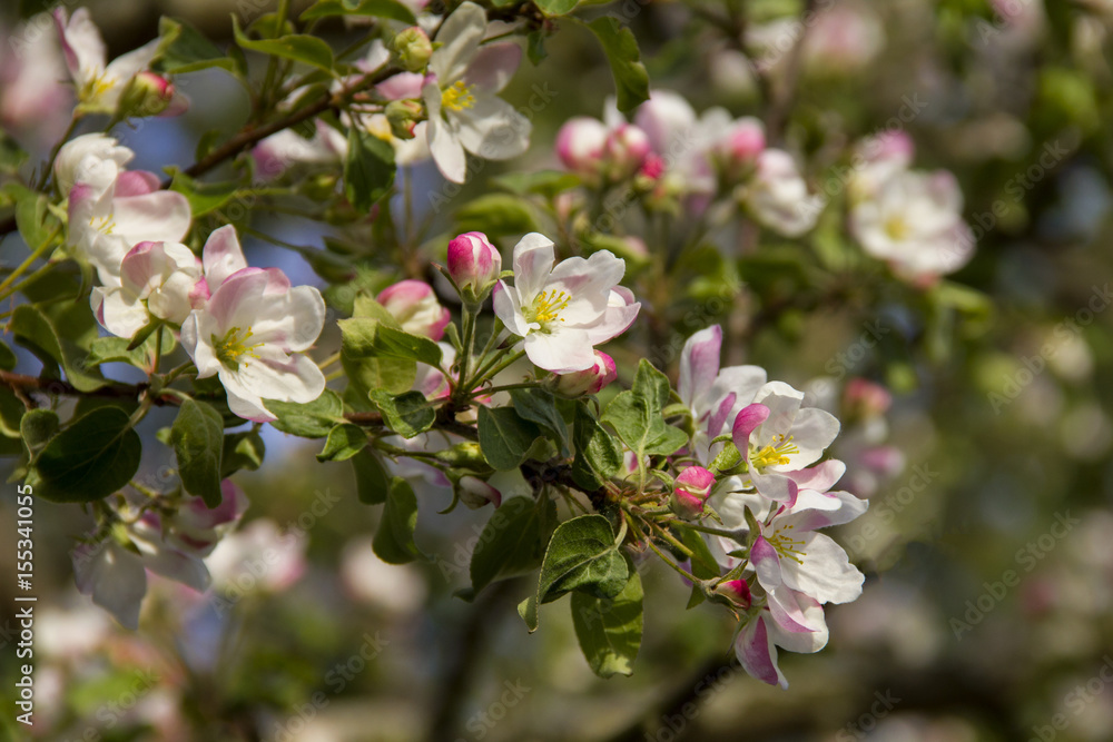 Obraz premium blooming Apple tree