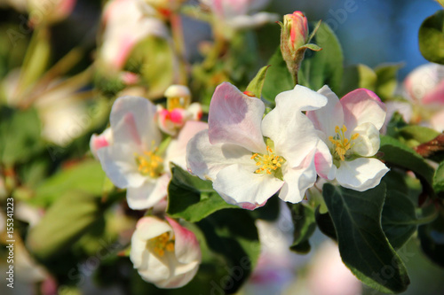 blooming Apple tree