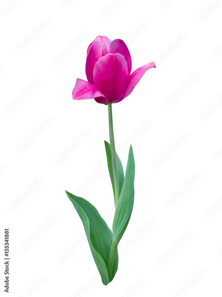 Fototapeta premium Pink tulip close up