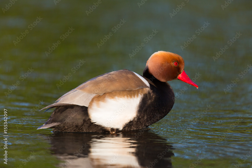 portrait of male red-crested duck (netta rufina) portrait of male red-crested duck (netta rufina)
