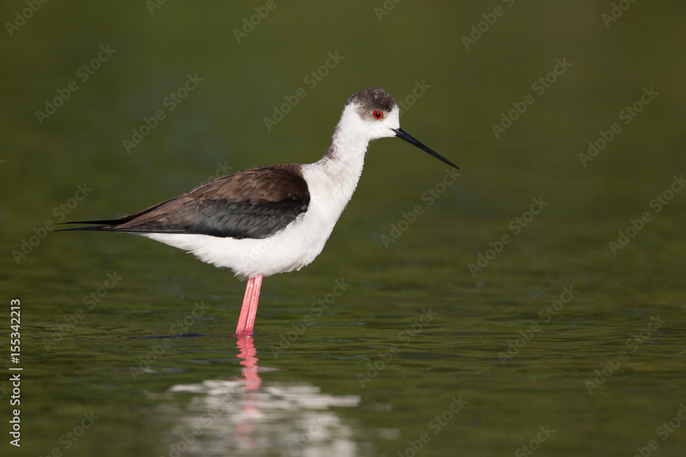 portrait of common stilt (Himantopus himantopus) standing in water portrait of common stilt (Himantopus himantopus) standing in water