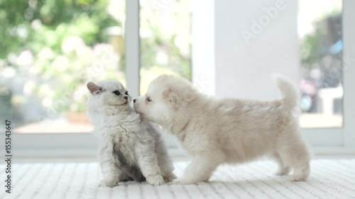 Cute kitten and puppy playing together,slow motion