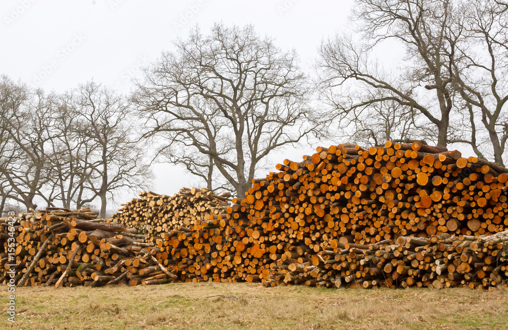 Stacked timber in a dutch forrest
