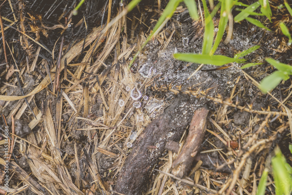 Water droplets gathered on marsh cobwebs