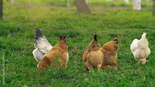 Rooster with chicken