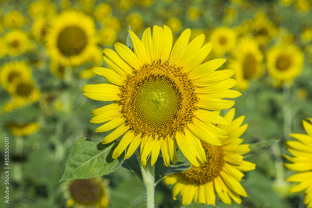 Sunflower by setting sun (Helianthus annuus) in the farm Sunflower by setting sun (Helianthus annuus) in the farm