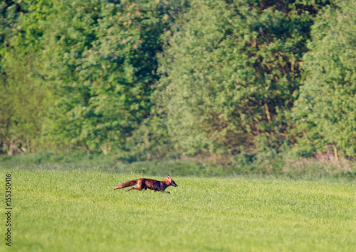 Red fox running in a meadow
