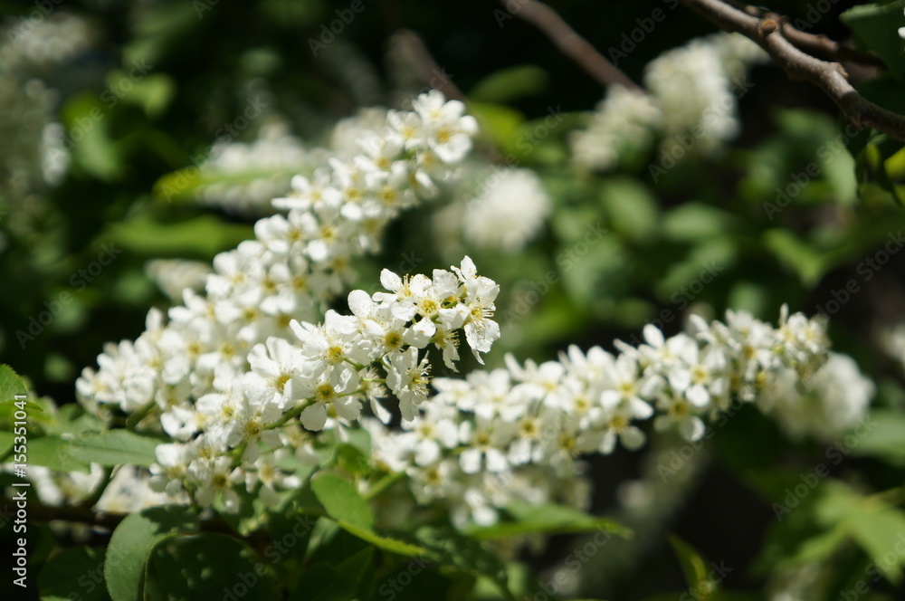 Bird cherry tree - blooming tree with white flowers Bird cherry tree - blooming tree with white flowers