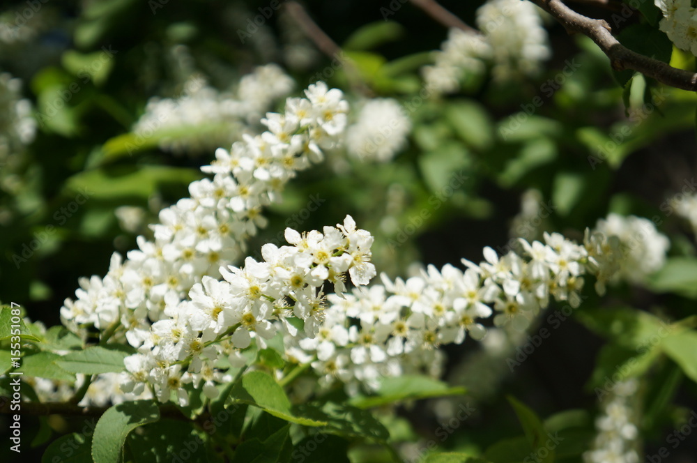 Bird cherry tree - blooming tree with white flowers Bird cherry tree - blooming tree with white flowers