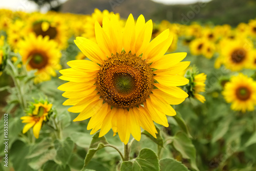 Sunflower by setting sun  Helianthus annuus  in the farm