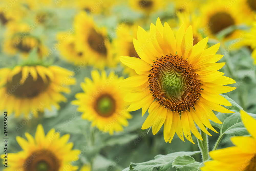 Obraz premium Sunflower by setting sun (Helianthus annuus) in the farm