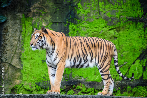 Fototapeta Naklejka Na Ścianę i Meble -  Bengal tiger