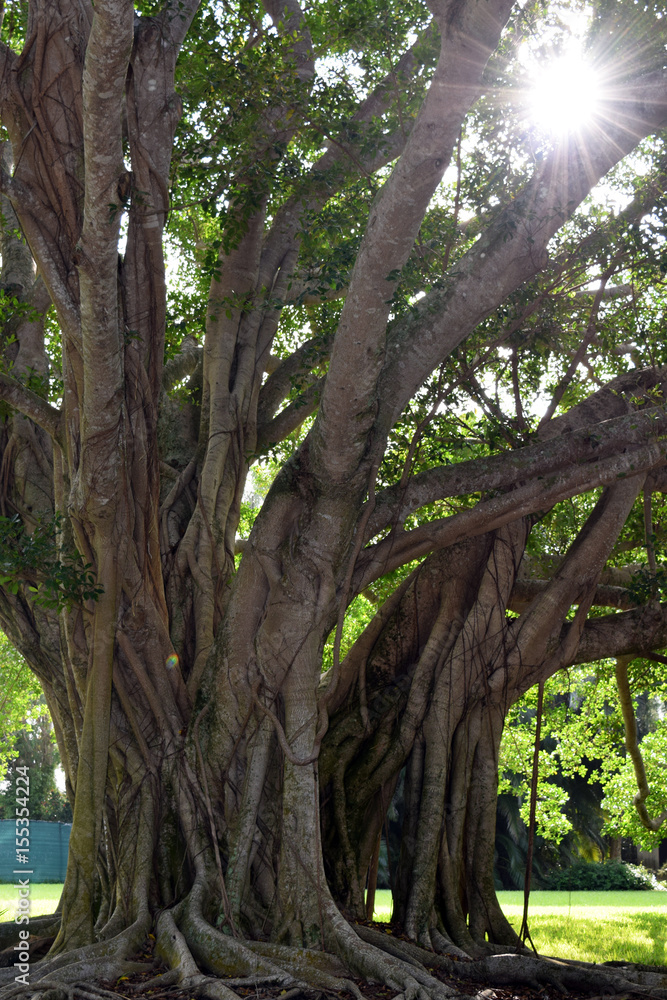 Obraz premium Banyan Tree in Morning Mist