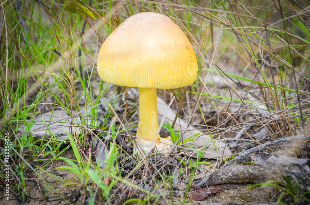 mushrooms mushrooms