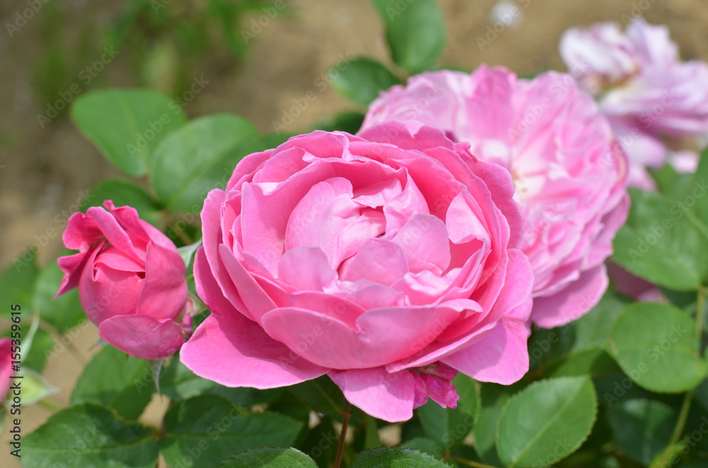 ばらの花 ばらの花