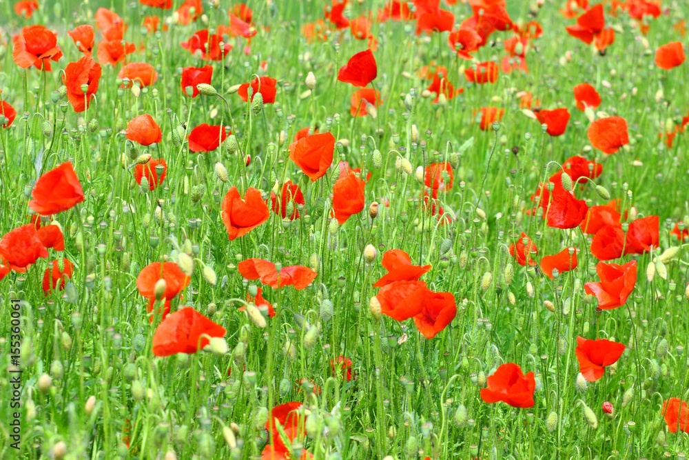 Fototapeta premium Poppies