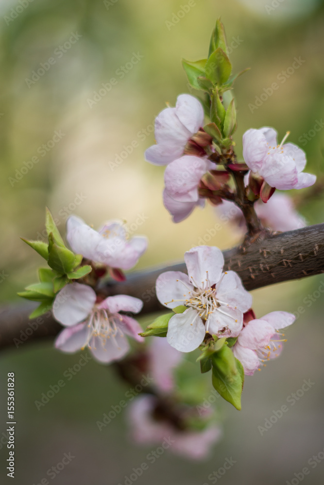 Spring, the month of may, the flowering, the awakening of nature. Cherry branch with pink and white flowers. A beautiful, delicate cherry blossoms. A warm light. Spring, the month of may, the flowering, the awakening of nature. Cherry branch with pink and white flowers. A beautiful, delicate cherry blossoms. A warm light.